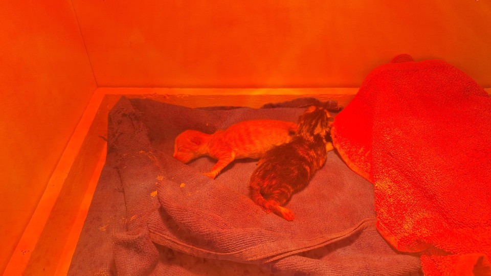 De pasgeboren kittens bij hun opvanggezin in Menen.