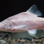 Nieuwe vissoort zonder ogen ontdekt diep in onderwatergrotten in China.
