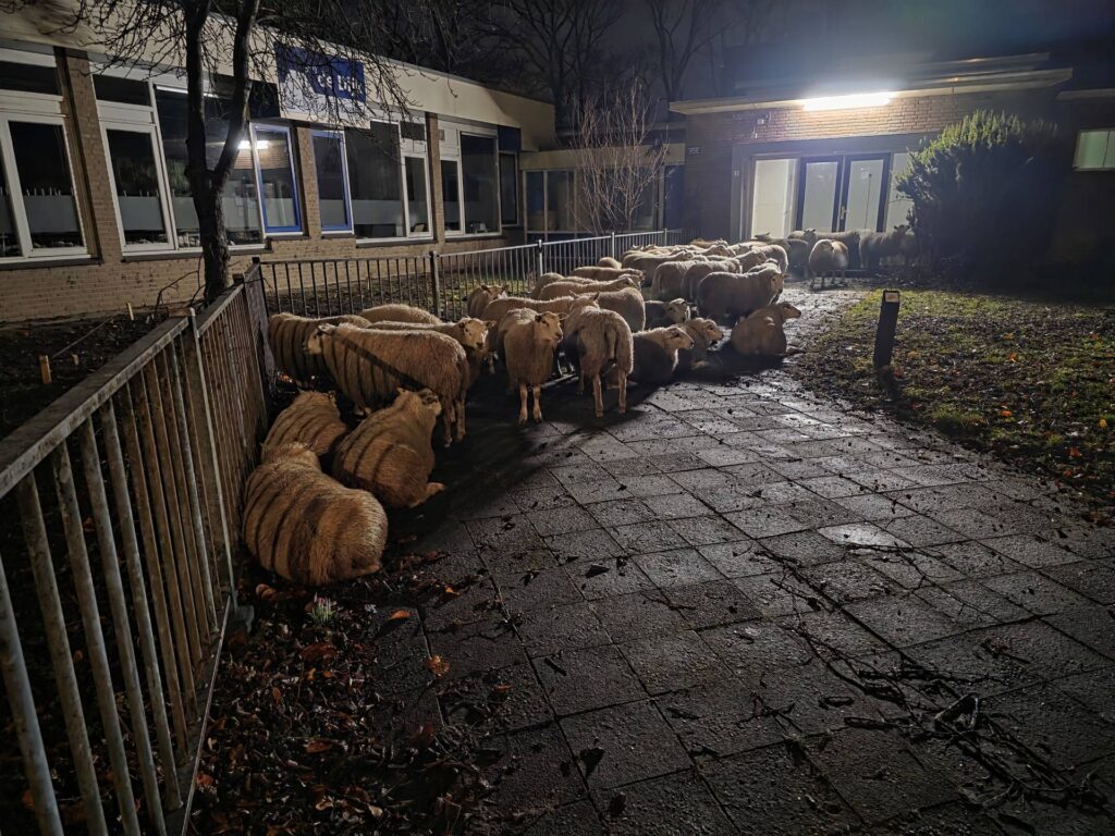 Bijzondere leerlingen bij school; Kudde schapen vindt onderdak bij speciaal onderwijs