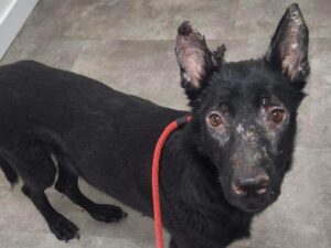 Hond Balou zwaargewond aangetroffen in woning in Rotterdam-Zuid