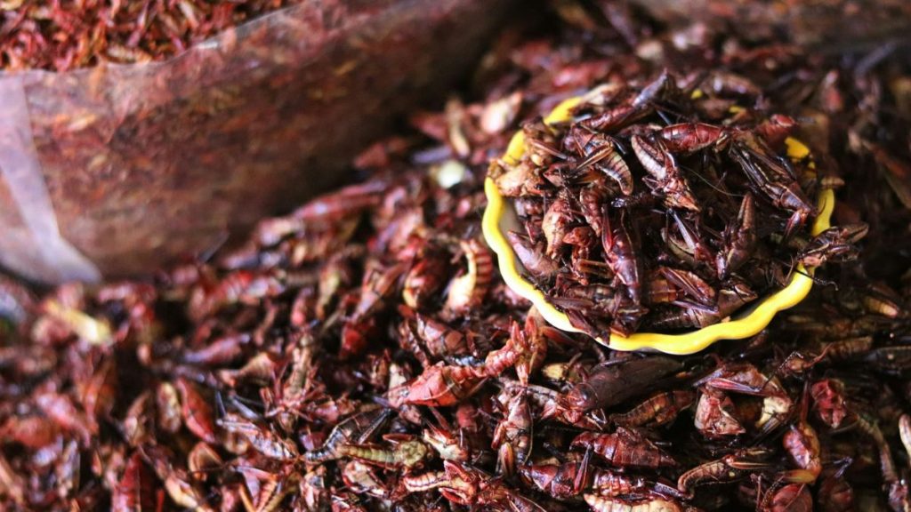 De belofte van insecten als voedsel stort in: van hype naar harde realiteit.