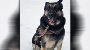 Hond gestolen, wie weet waar Bumper nu is?