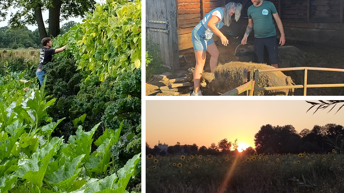 Onze man ging op boerderijvakantie in Nederland: “Dineren bij de boer en wolvarkens voeren. Maar pas op voor de witte wieven”.
