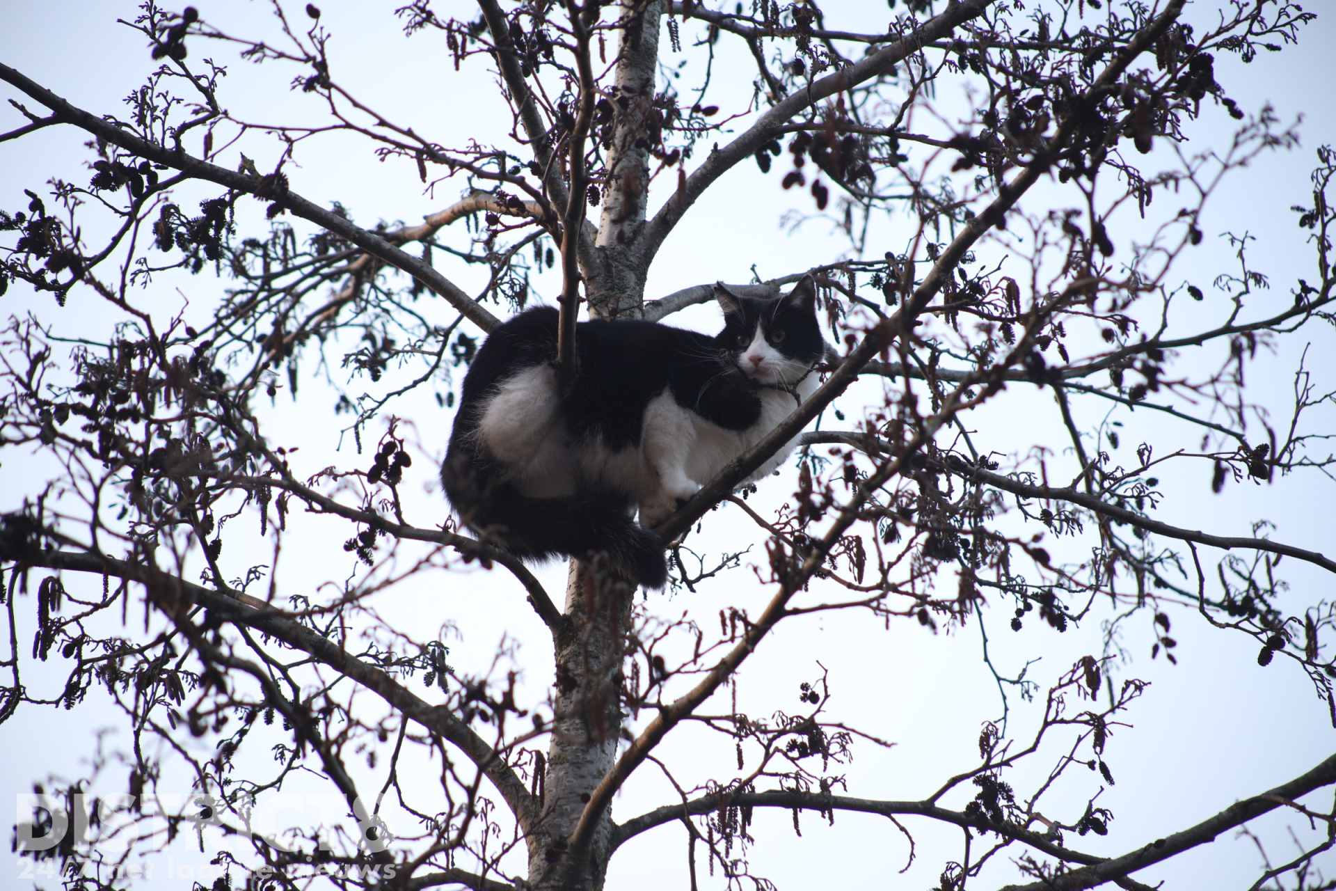 Opgejaagde kat rent angstig de boom in Bostonsingel Den Haag