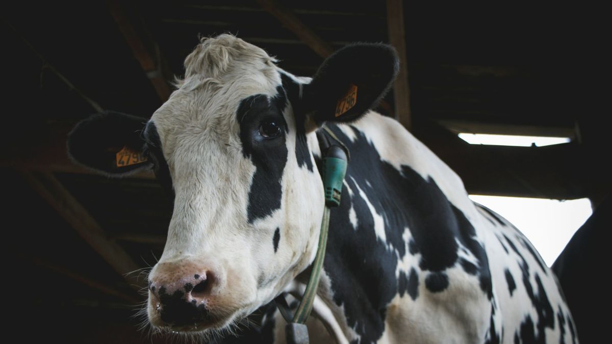 Franse politie gebruikt drones om vee op te sporen dat door boeren wordt verstopt om verplichte vaccinatie te ontlopen.
