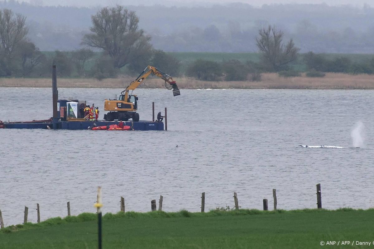 Groeiende bezorgdheid over losgekomen bultrug Timmy.