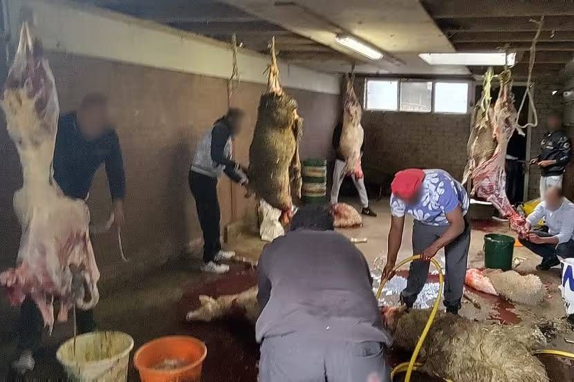 Middeleeuwse dierenbeulerij in Friesland: zeven mannen slachten schapen onverdoofd af in illegale schuur.