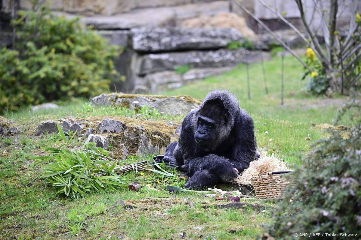 Oudste gorilla ter wereld viert 69e verjaardag in Berlijn.