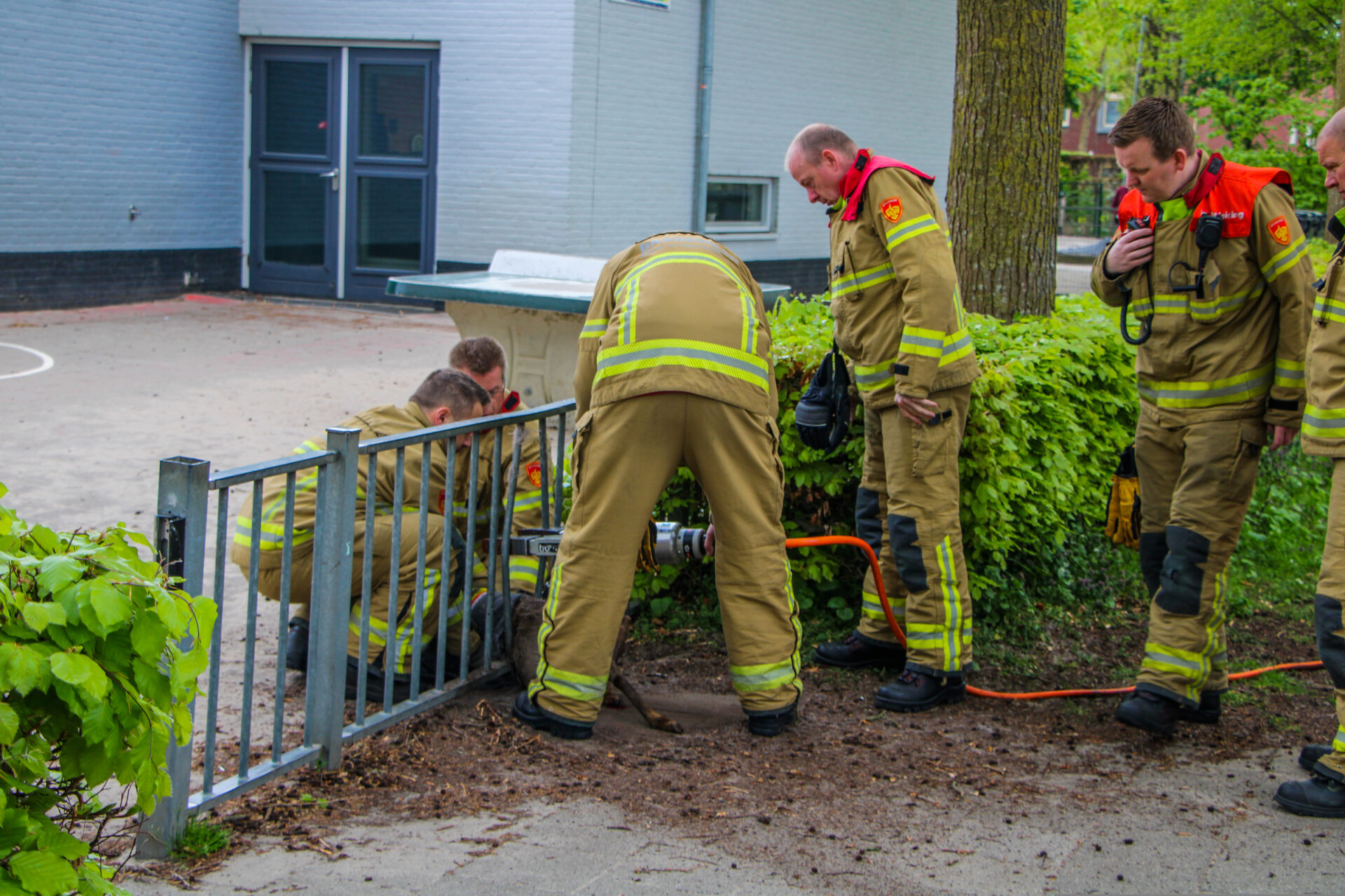 Ree vast in hekwerk na lange tocht door wijk - 112 Nederland