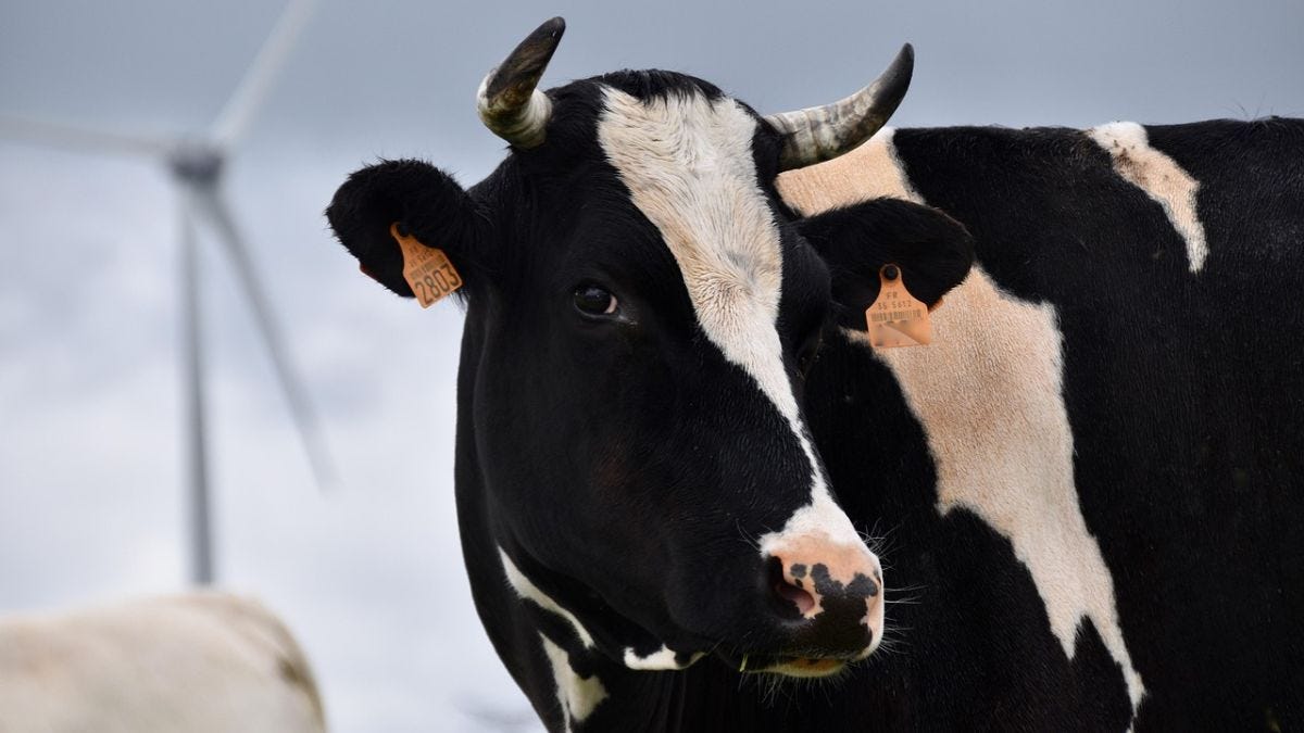 "Schokkende onthullingen: Ab Osterhaus en het stilzwijgen rond het vervuilde koeiengriepvaccin!"