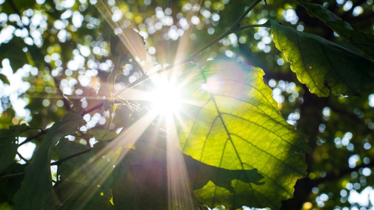 Vitamine D als ‘verborgen sleutel’ tegen allergieën? Arts ziet opvallend patroon bij patiënten.