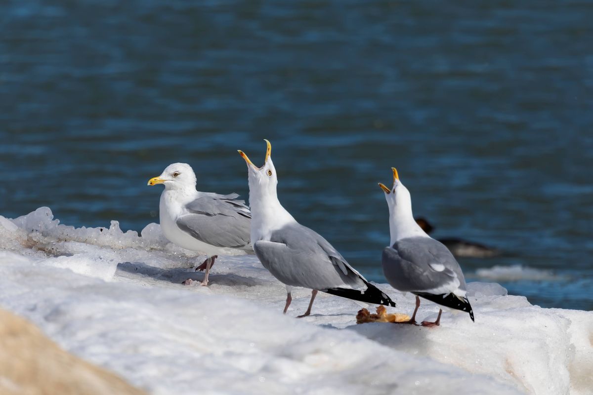 Vlissingen voert lachwekkend 'voerverbod' in tegen meeuwenterror: wel regels, geen boetes.