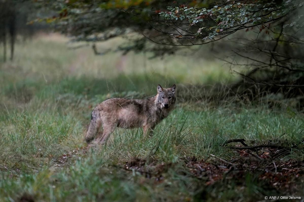 Als laatste provincie is ook in Zuid-Holland een wolf gezien.