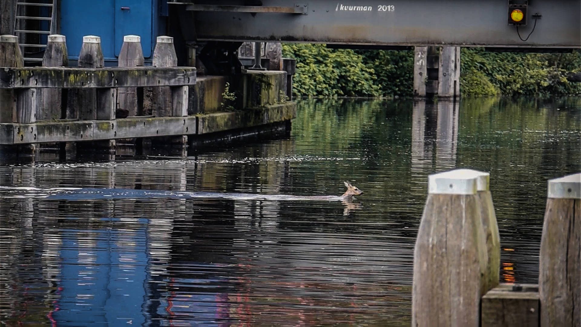 Brandweer redt ree uit het water