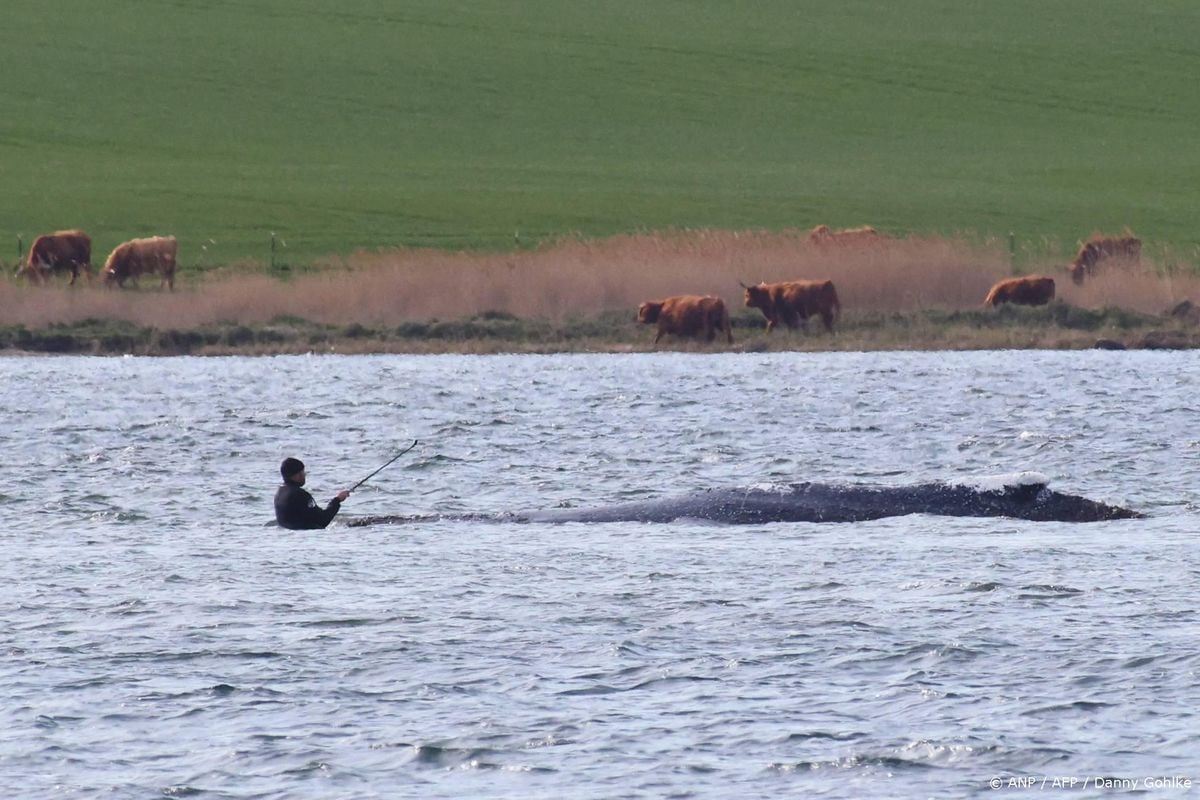 Bultrug Timmy vrijgelaten in de Noordzee.