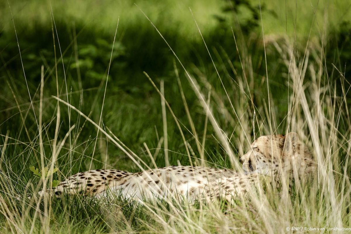 Cheetah ontsnapt uit verblijf in Beekse Bergen, park gesloten.