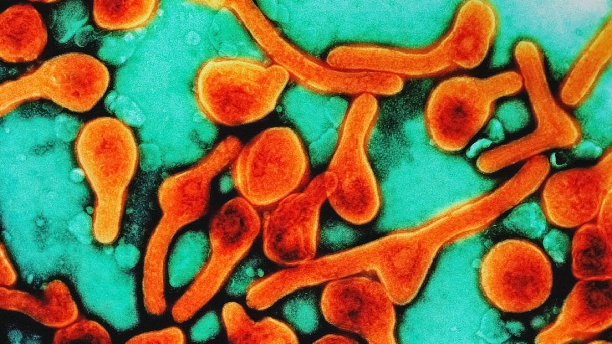 "Viroloog van Ab Osterhaus Betrapt op Smokkelen van Dodelijke Virussen naar de VS: FBI Onderzoekt met Krachtige Activistische Aanpak!"