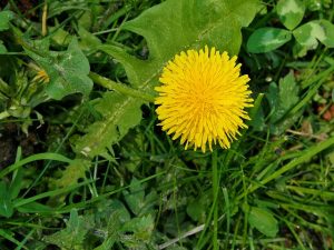 paardenbloem