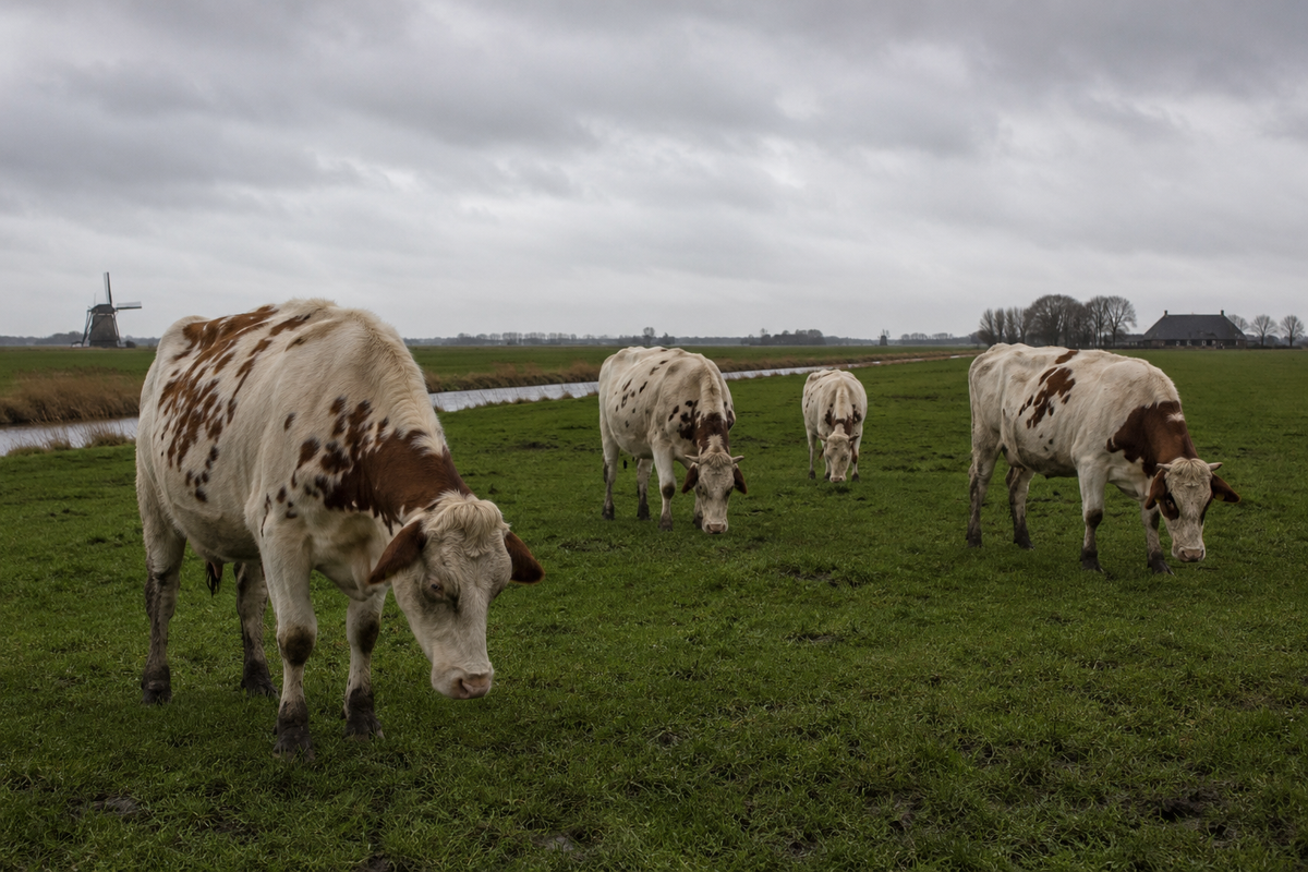 Boerenbedrog in Den Haag: Kabinet houdt gedwongen krimp en dwingende sectorplafonds achter de hand.