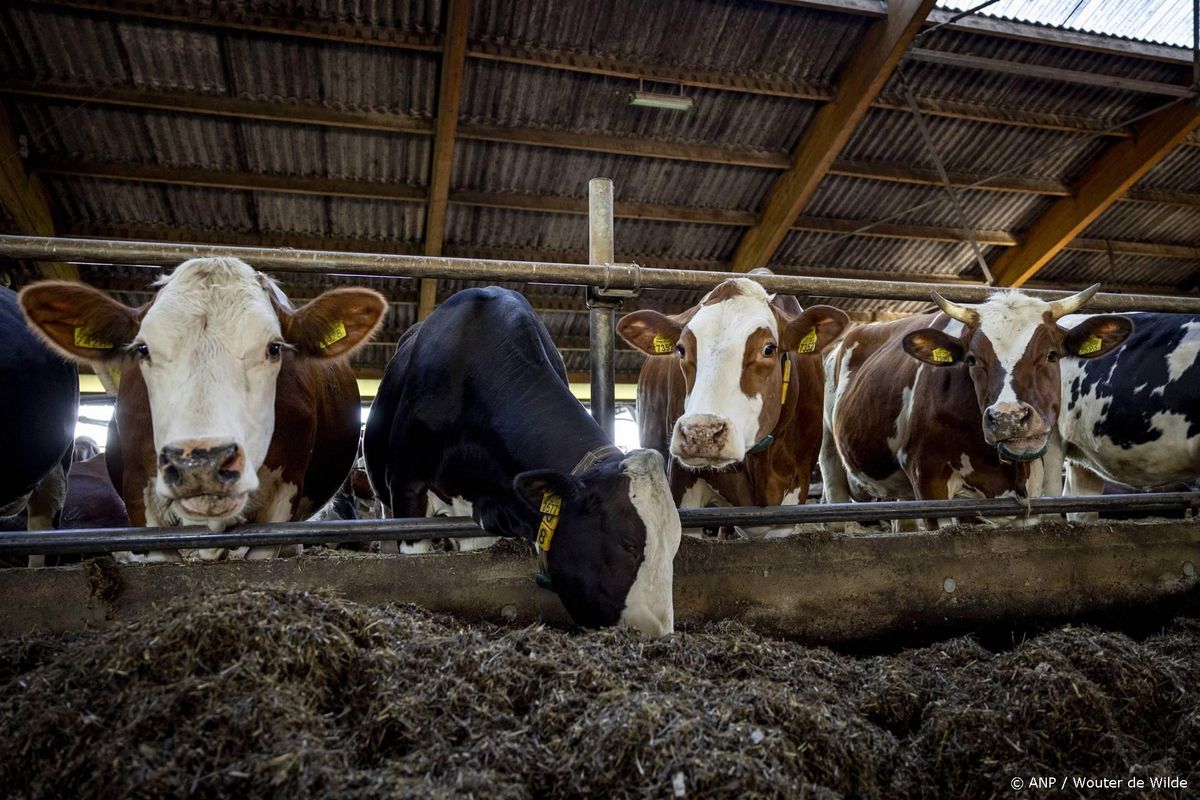 Weinig animo voor subsidie voor minder koeien, regeling verlengd.