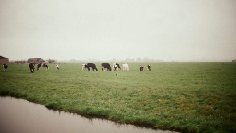 Agrarische wereld in shock: niet 5, maar 217 vergunningen dreigen te worden ingetrokken.
