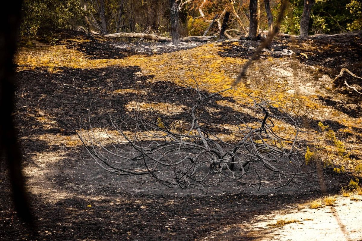 Rapport: oorzaak brand natuurgebied Limburg blijft onduidelijk.